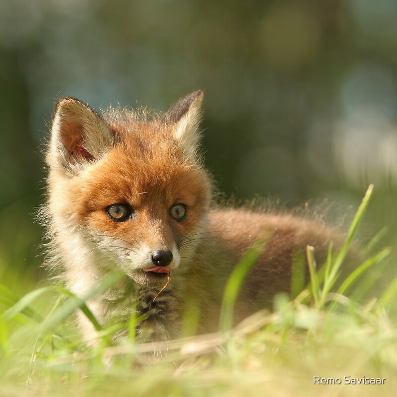 red fox eyes. Virgin eyes, wild Red fox