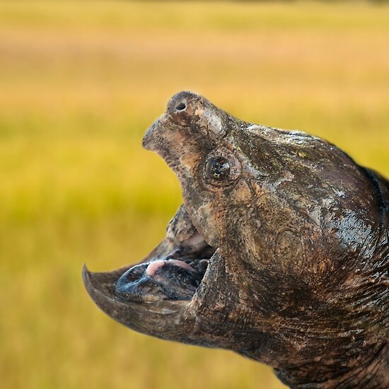 snapping turtle tongue. Alligator Snapping Turtle by
