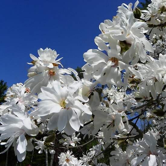 star magnolia tree pictures. Star Magnolia Tree by