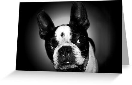 Boston Terrier belongs to the