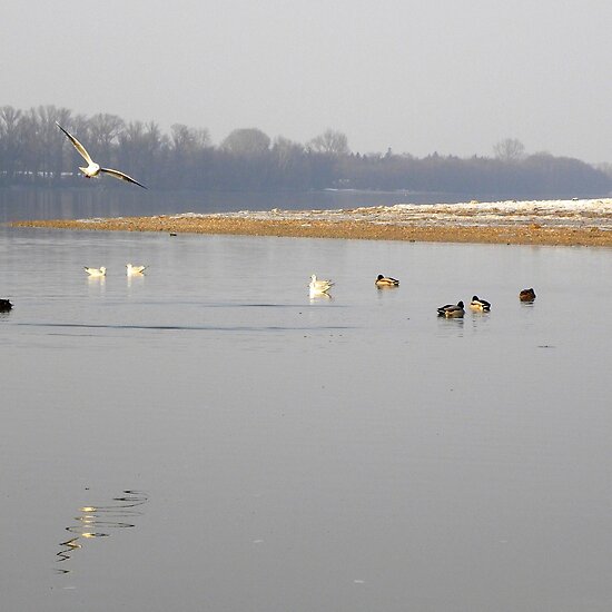 danube river europe. Danube.river.bank.with.gulls and ducks_Hungary.Europe.Jan.