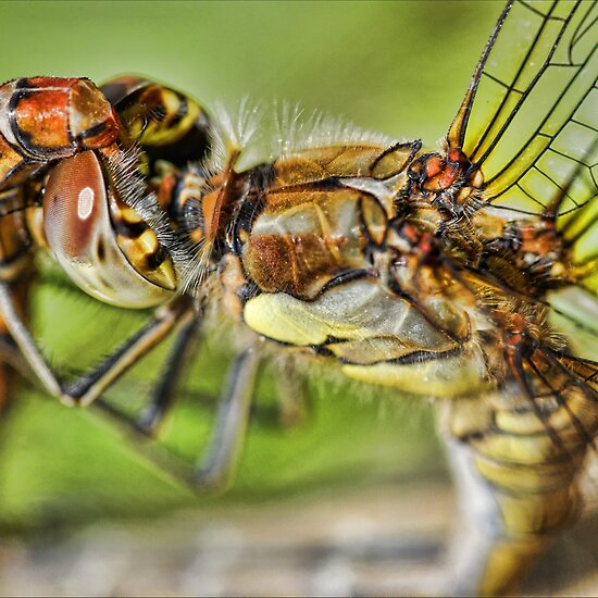 Mating+dragonflies+pictures