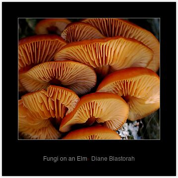 dead elm tree pictures. Fungi growing on an dead Elm