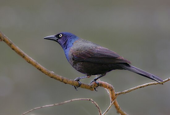 common grackle. Common Grackle (male) by
