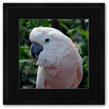 pink breasted cockatoo for sale