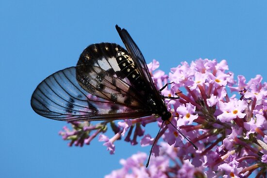 *** LAS MARIPOSAS DEL RINCON DE ENERI *** - Página 21 Work.6879473.1.flat,550x550,075,f.glasswing-butterfly-acraea-andromacha-3