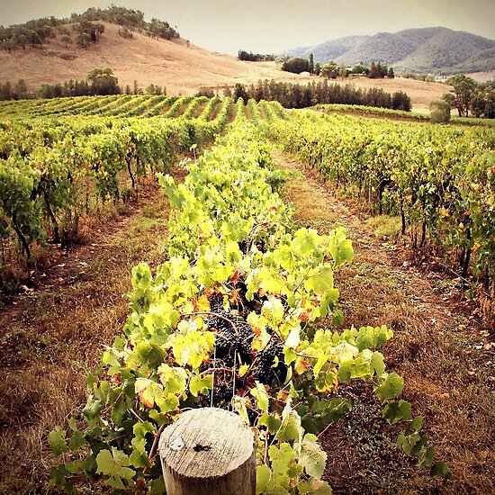 mudgee vineyards