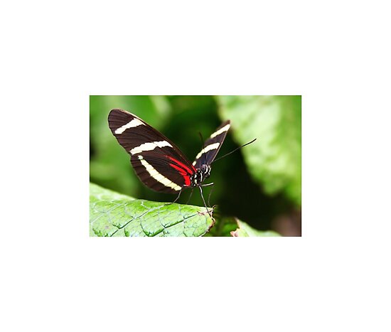 More of Heliconius Sara Butterfly Pictures