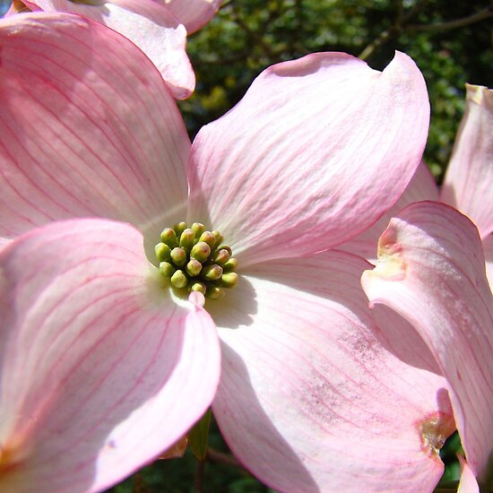 Dogwood+tree+flower+pictures