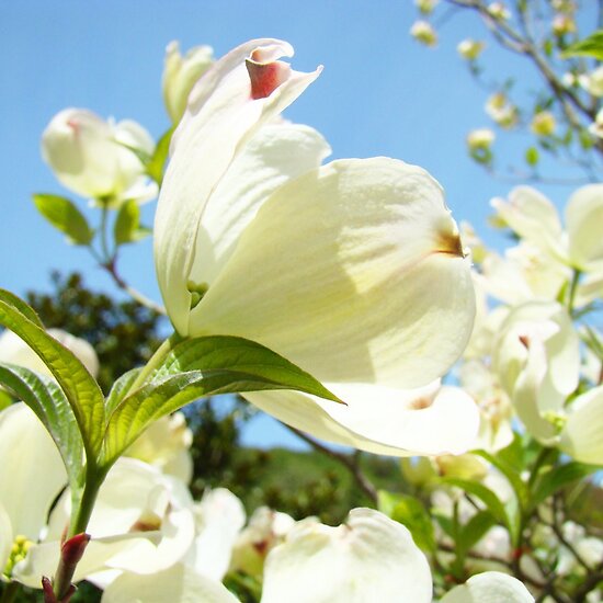 Dogwood+tree+flower+pictures