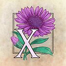 X is for Xeranthemum 