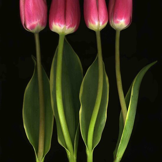 Tulip Quartet by Barbara Wyeth