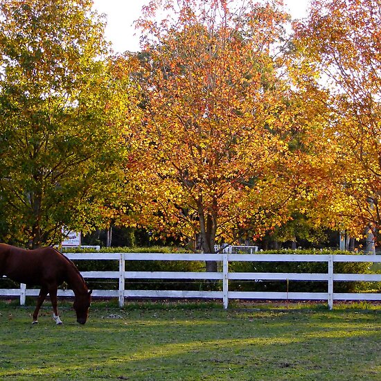 horse pictures to colour for kids. horse and autumn colour