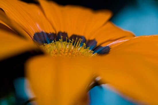 work.7190992.1.flat,550x550,075,f.orange-macro-flower.jpg