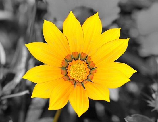 black and white backgrounds flowers. Yellow Flower with Black and