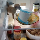 dietdog