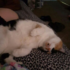 Snowkitty129