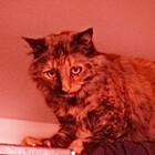 hawtestkitty