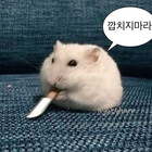 VRICKkk
