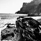 Seashorepics