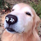 foxyrhapsody