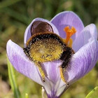 thebeeprint