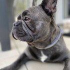 joshithedog
