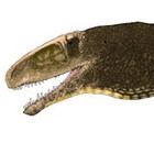 Driptosaurus