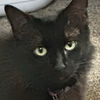 HauntedFeline