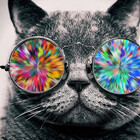 designer13years