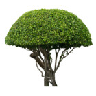 preatthong