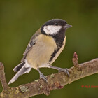 suffolkwildlife