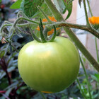 TheTomatoBlight