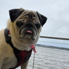 AngusThePug