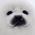 SincereSeal