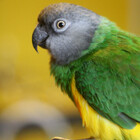 poicephalus
