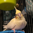 WittleNDNGirl