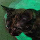 AstroCat5