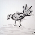 sparra