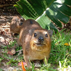 hyrax4life