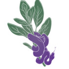 SerpentAndSage