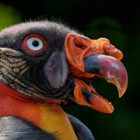 HappyVulture