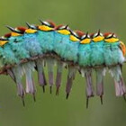 birderlouis