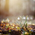 snowdrops