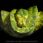 zakszoophotos