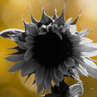 floral25