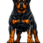 PawFusionArt