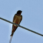 Birdart-to