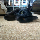 Catlover7565