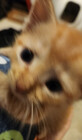Fluffyosc